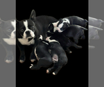Small #3 Boston Terrier