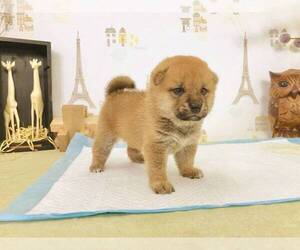 Shiba Inu Puppy for sale in LOS ANGELES, CA, USA