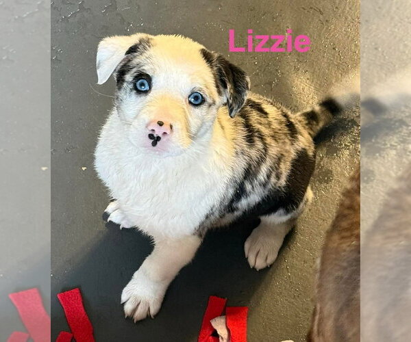 Medium Photo #1 Australian Shepherd-Unknown Mix Puppy For Sale in Aurora, IN, USA