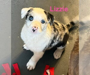 Australian Shepherd-Unknown Mix Dogs for adoption in Aurora, IN, USA
