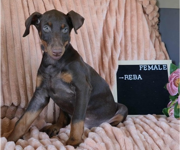 Medium Photo #5 Doberman Pinscher Puppy For Sale in POMEROY, OH, USA