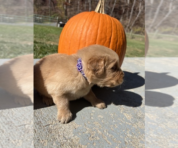 Medium Photo #2 Golden Retriever Puppy For Sale in NEOLA, WV, USA