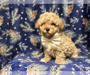 Bichpoo Puppy for sale in LAKELAND, FL, USA