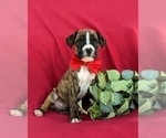 Small #2 Boxer