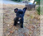 Small Photo #2 French Bulldog Puppy For Sale in SANTA CLARITA, CA, USA