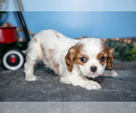 Small #2 Cavalier King Charles Spaniel