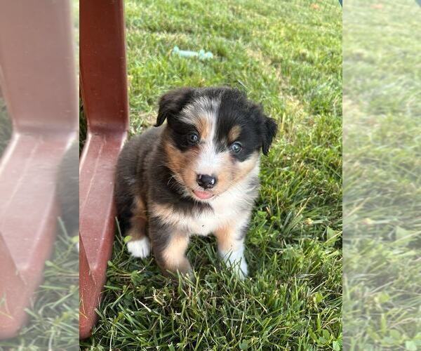 Medium Photo #8 Australian Shepherd Puppy For Sale in JEROMESVILLE, OH, USA