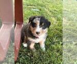 Small #7 Australian Shepherd