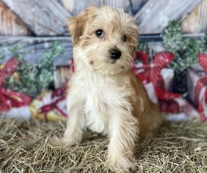 Cavapoo Puppy for sale in GAY, GA, USA