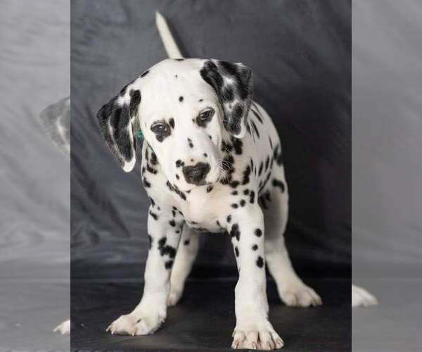Medium Photo #36 Dalmatian Puppy For Sale in JASPER, FL, USA