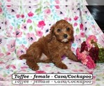 Image preview for Ad Listing. Nickname: Toffee