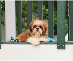Small #3 Shih Tzu