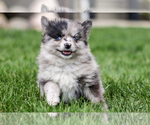 Small Photo #10 Pomsky Puppy For Sale in GOSHEN, IN, USA