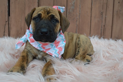 Medium Photo #1 Boerboel Puppy For Sale in HONEY BROOK, PA, USA