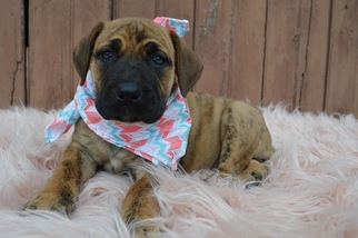 Boerboel Puppy for sale in HONEY BROOK, PA, USA