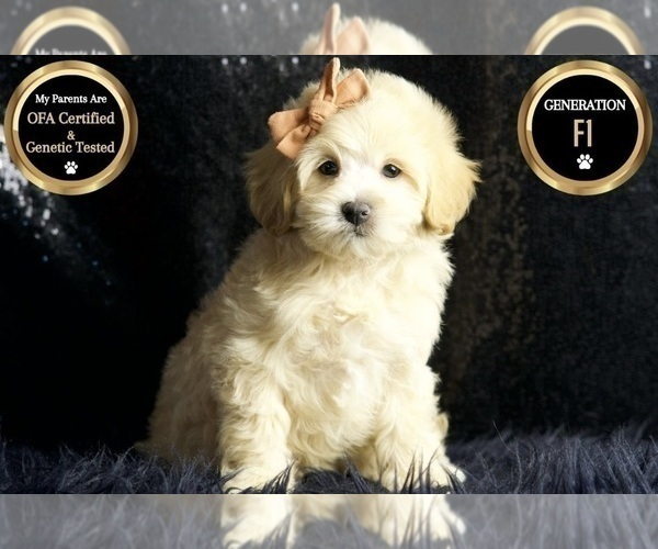 Medium Photo #23 Maltipoo Puppy For Sale in WARSAW, IN, USA