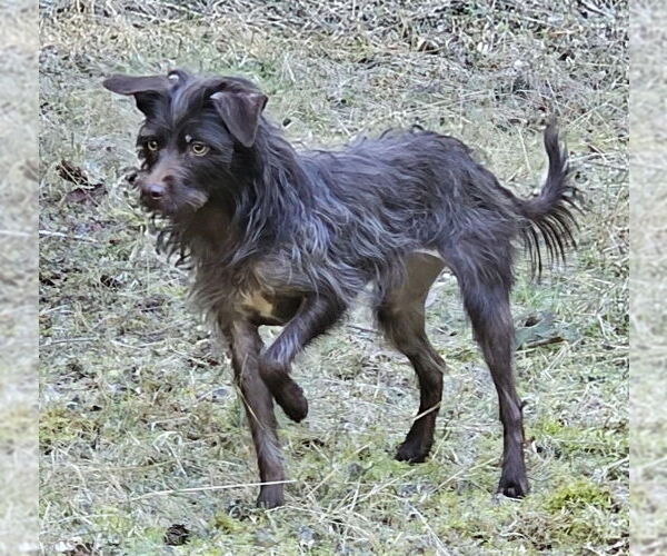 Medium Photo #5 Mutt Puppy For Sale in Olalla, WA, USA