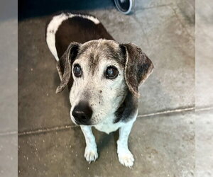 Dachshund-Unknown Mix Dogs for adoption in Tavares, FL, USA