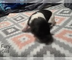 Image preview for Ad Listing. Nickname: Fury