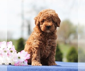 Poodle (Miniature) Puppy for sale in GAP, PA, USA