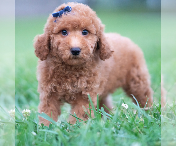 Medium Photo #31 Goldendoodle (Miniature) Puppy For Sale in WARSAW, IN, USA