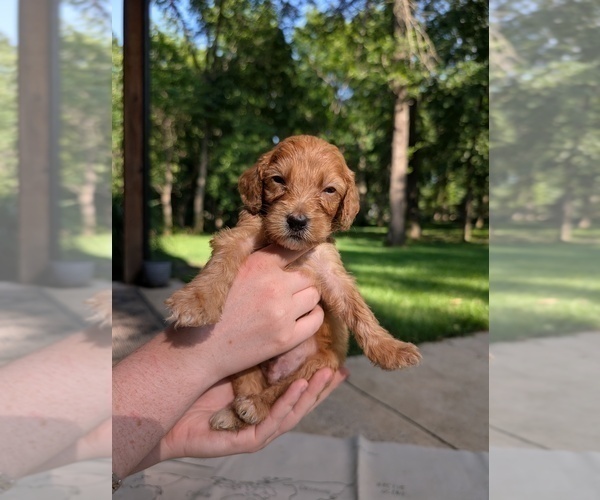 Medium Photo #13 Golden Mountain Doodle  Puppy For Sale in BROKEN ARROW, OK, USA