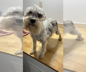 Mother of the Schnauzer (Miniature) puppies born on 03/31/2025