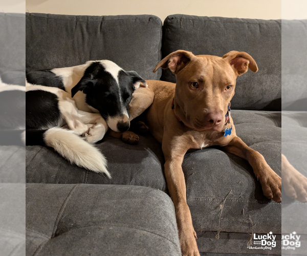 Medium Photo #4 Labrador Retriever-Unknown Mix Puppy For Sale in Washington, DC, USA