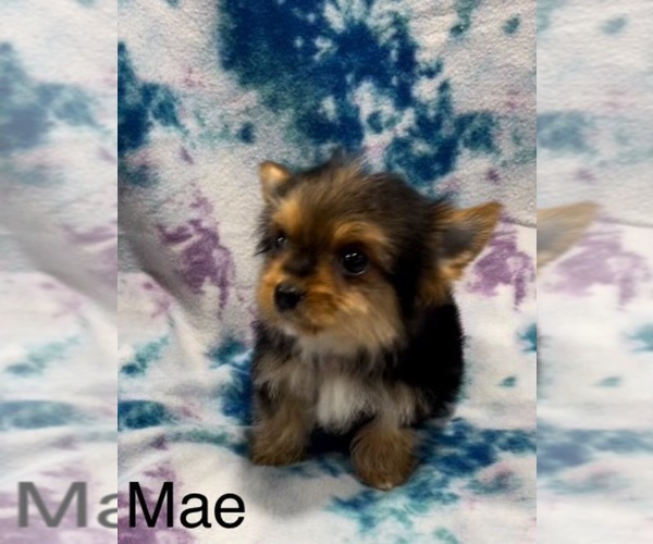 Medium Photo #5 Yorkshire Terrier Puppy For Sale in AZLE, TX, USA