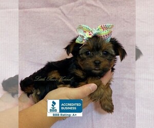 Yorkshire Terrier Puppy for sale in WINNSBORO, LA, USA