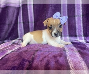 Jack Russell Terrier Puppy for sale in LAKELAND, FL, USA
