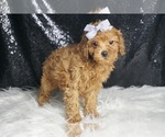 Small #3 Poodle (Toy)