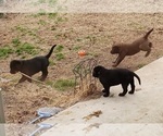 Small Photo #8 Labrador Retriever Puppy For Sale in CLARKSVILLE, TN, USA