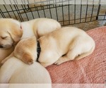 Small Photo #15 Labrador Retriever Puppy For Sale in WATERFORD, WI, USA