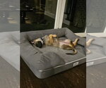 Small #3 German Shepherd Dog