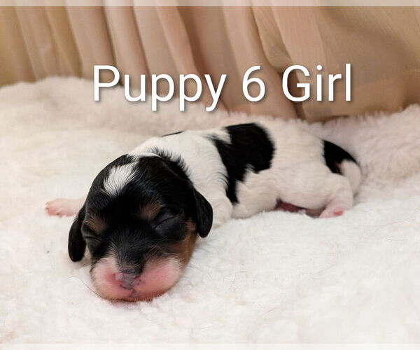 Medium Photo #13 Cavapoo (Miniature) Puppy For Sale in SAINT FRANCIS, MN, USA