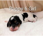 Small #12 Cavapoo (Miniature)