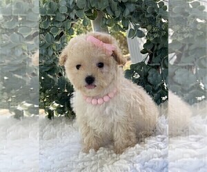 Poodle (Toy) Puppy for Sale in ORLANDO, Florida USA