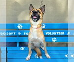 Small #1 German Shepherd Dog Mix