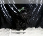 Small #4 Poodle (Miniature)