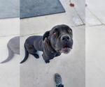 Wiggles - Female Mutt Dog for Adoption - Small photo