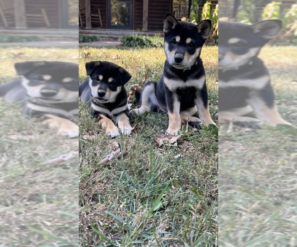 Medium Photo #1 Shiba Inu Puppy For Sale in NEW ATHENS, IL, USA