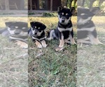 Image preview for Ad Listing. Nickname: Litter of 7