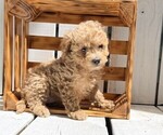 Small Photo #2 Poodle (Miniature) Puppy For Sale in CURTISS, WI, USA