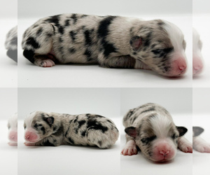 Miniature Australian Shepherd Puppy for sale in BROOKER, FL, USA