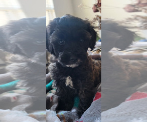 ShihPoo Puppy for sale in MIDLOTHIAN, TX, USA