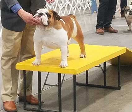Medium Photo #1 English Bulldog Puppy For Sale in PHOENIX, AZ, USA