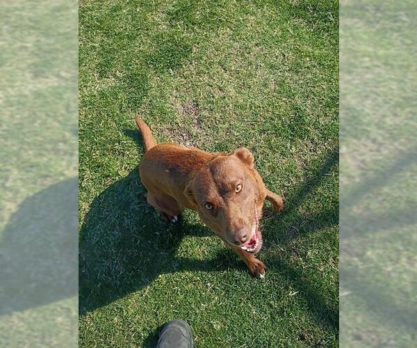Medium Photo #2 Australian Kelpie-Unknown Mix Puppy For Sale in Corpus Christi, TX, USA