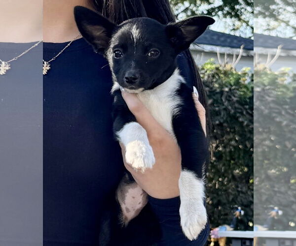 Medium Photo #5 Australian Shepherd-Rat Terrier Mix Puppy For Sale in Des Moines, IA, USA