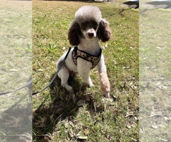 Medium Photo #1 Poodle (Miniature) Puppy For Sale in SAN ANTONIO, TX, USA